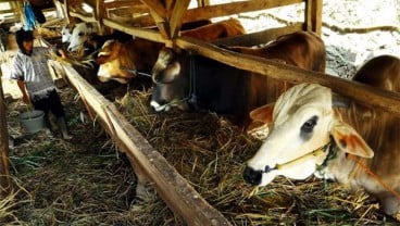 Wabah Penyakit Mulut dan Kuku, Harga Sapi Kurban Tembus Rp21 Juta per Ekor