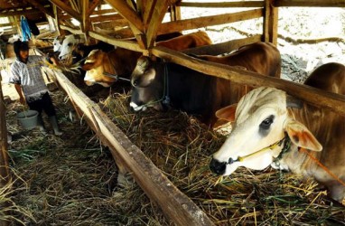 Wabah Penyakit Mulut dan Kuku, Harga Sapi Kurban Tembus Rp21 Juta per Ekor