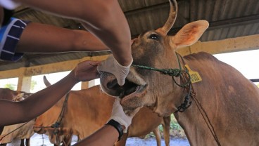 Harga Sapi di Pamekasan Turun Drastis