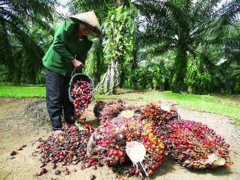 Sadis! Harga TBS Sawit  Petani Ditekan, Timbangan Dipotong