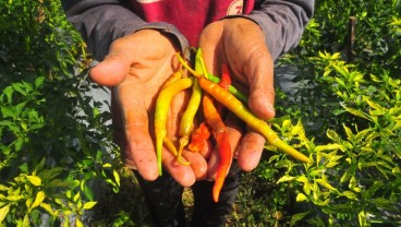 Kemarau Basah Bikin Pertanaman Hortikultura Terganggu