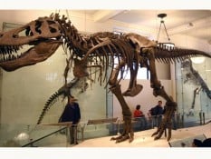 Fosil Mirip Dinosaurus T-Rex Ditemukan di Mesir, Usianya 98 Juta Tahun