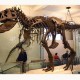 Fosil Mirip Dinosaurus T-Rex Ditemukan di Mesir, Usianya 98 Juta Tahun