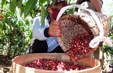 Rangkuman Data Seputar Produksi Kopi Indonesia dan Potensi Bisnisnya