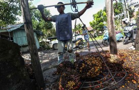 Harga CPO Tinggi, Kok Harga TBS Sawit Masih Rendah? Ini Kata Apkasindo