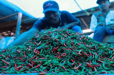 Harga Cabai Rawit di Situbondo Rp100.000/Kilogram