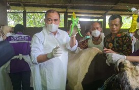 Sidoarjo Jadi Kabupaten Pertama yang Mendapat Vaksinasi PMK