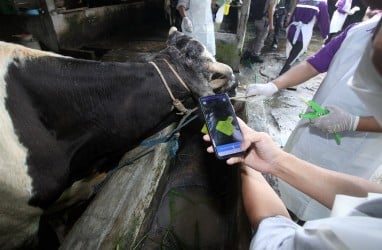 Surabaya Memperketat Pengawasan Penjualan Sapi Kurban