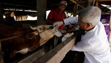 Garut Gunakan Anggaran BTT untuk Penanganan PMK