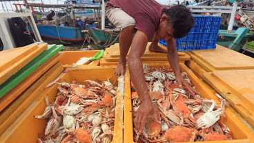 Harga Ranjungan Anjlok Menjadi Rp60.000 Perkilogram Akibat Permintaan Ekspor Berkurang