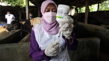 Kementan Laporkan Stok Hewan Kurban Surplus Hampir 400.000 Ekor