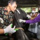 130 Ekor Sapi di Provinsi Riau Tertular PMK