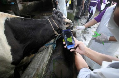 Catat! Ini Ciri Hewan Ternak Bebas PMK untuk Kurban 