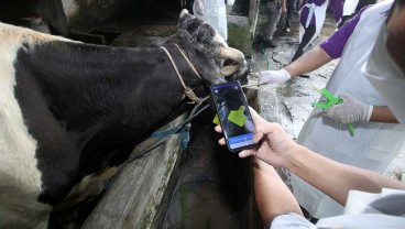 Kasus PMK di Kota Malang, Satu Ekor Sapi Mati