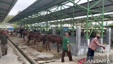 Pasar Hewan Terpadu Pengasih Tak Ditutup Terkait PMK