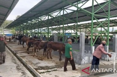 Pasar Hewan Terpadu Pengasih Tak Ditutup Terkait PMK