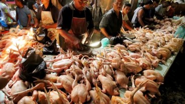 Problem Distribusi Kerek Harga Ayam Potong di Balikpapan