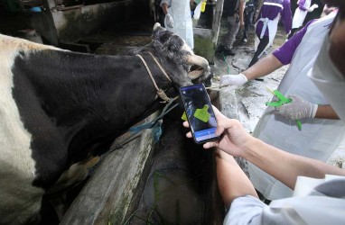 Vaksin PMK di Kota Bandung Diutamakan pada Sapi Berumur Panjang
