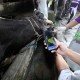 Vaksin PMK di Kota Bandung Diutamakan pada Sapi Berumur Panjang