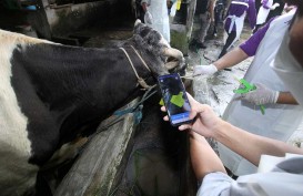 Terindikasi PMK, 73 Ekor Sapi di Padang Sidempuan Jalani Pemeriksaan Kesehatan