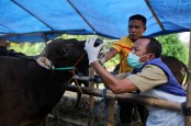 Jelang Iduladha dan Cegah PMK, ID Food Distribusi Ternak Sehat  dan Impor Daging dari Brasil