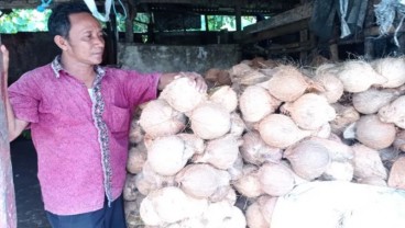 Permintaan Kelapa ke Lebak Meningkat