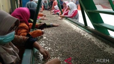 Harga Kopi Gayo Naik Terdongkrak Permintaan