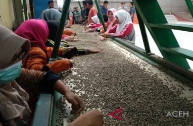 Harga Kopi Gayo Naik Terdongkrak Permintaan