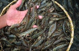 Pemprov Kalteng Harap Program Shrimp Estate Jadi Proyek Strategis Nasional