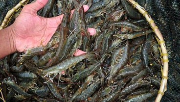 Pemprov Kalteng Harap Program Shrimp Estate Jadi Proyek Strategis Nasional