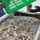 Dislutkan Kalteng: Shrimp Estate Mendukung Ekonomi Biru