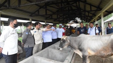 OKI Pantau PMK pada Hewan Ternak Jelang IdulAdha 2022