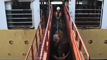 Viral Bongkar Muat Sapi Asal-asalan, Bisa Berdampak Kerugian Rp1,625 T Per Tahun