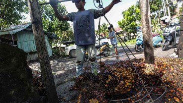 Stok CPO Global Melimpah, Harga Sawit Riau Anjlok Menjadi Rp2.426,99 per Kg