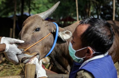 Jelang Iduladha, Satgas Penanganan PMK Riau Antisipasi Penyebaran Virus