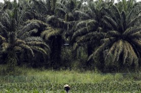 Kerusuhan Perebutan Lahan Sawit, Polres Kampar Tetapkan…