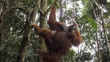 5 Orangutan Hasil Rehabilitasi YIARI Ketapang Dilepasliarkan   