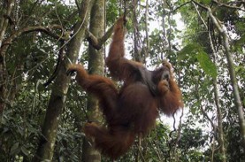 5 Orangutan Hasil Rehabilitasi YIARI Ketapang Dilepasliarkan…