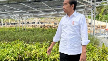 Kunjungi Kaltim, Jokowi Tinjau Persemaian Mentawir hingga Hadiri Kongres PMKRI