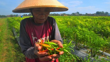 Hama Serang 7,23 Persen Lahan Tanaman Cabai Jatim