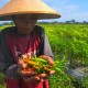 Hama Serang 7,23 Persen Lahan Tanaman Cabai Jatim