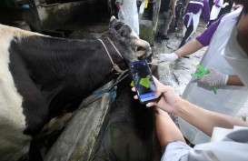 Panduan Pemotongan Hewan Kurban di Kota Malang saat PMK Meraja