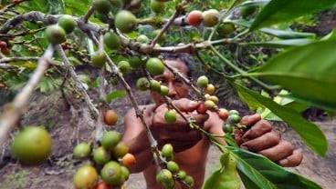 Gandeng Kemenlu, PTPN III Kejar Target Jadi Produsen Kopi Terbesar Dunia