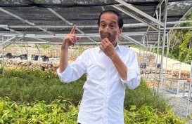 Jokowi Kunjungi Mentawir, Pusat Persemaian Bibit Tanaman untuk 'Forest City' IKN