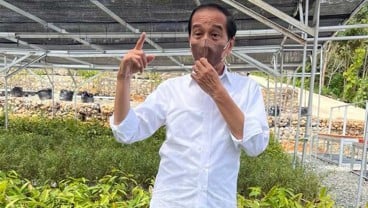 Jokowi Kunjungi Mentawir, Pusat Persemaian Bibit Tanaman untuk 'Forest City' IKN