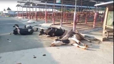 Sapi-sapi Asal Jatim Tumbang di Pasar Boyolali