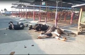 Sapi-sapi Asal Jatim Tumbang di Pasar Boyolali