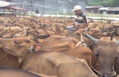 Pengiriman Sapi Bali Meningkat 50 Persen