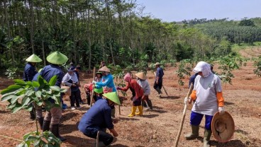 PTPN IX Dukung Peningkatan Produksi Kedelai di Jawa Tengah