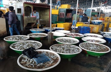 Omzet Pedagang Grosir Ikan di Muara Angke Turun 30 Persen